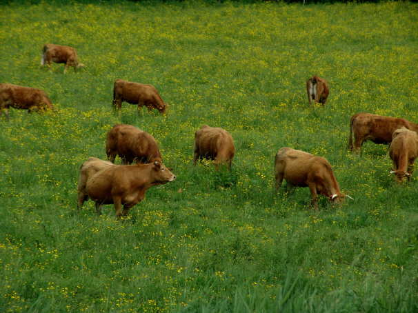 Weise Bilder