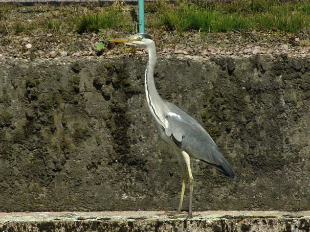 Fischreiher