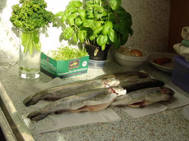 Forellen Essen