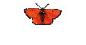 Katzen