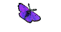 Libellen