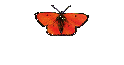 Libellen