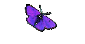 Spinnen Bilder