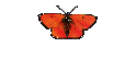 Tierbilder Natur 