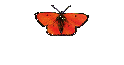 Tierbilder Natur und Landschaftaufnahmen
