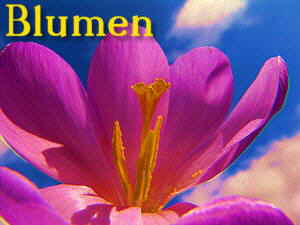 blumen