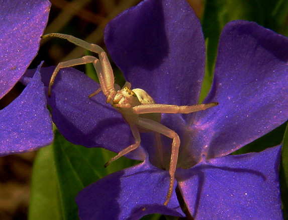 Spinne in Blume