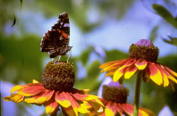 Schmetterling