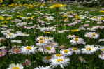 G�nzebl�mchen Wiese