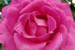 Rosebbl�te