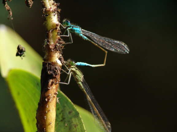 Die gro�e Pechlibelle 