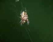Spinnennetz
