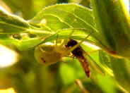 Spinne und Schwebfliege