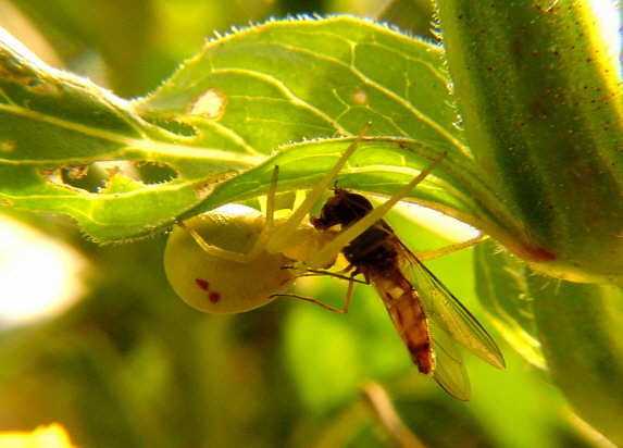 Krabbenspinnen und Schwebfliege