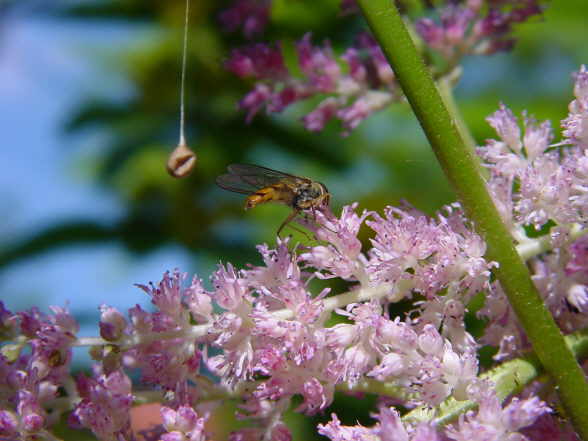 Schwebfliege