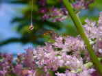 Schwebfliege