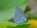 Schmetterling