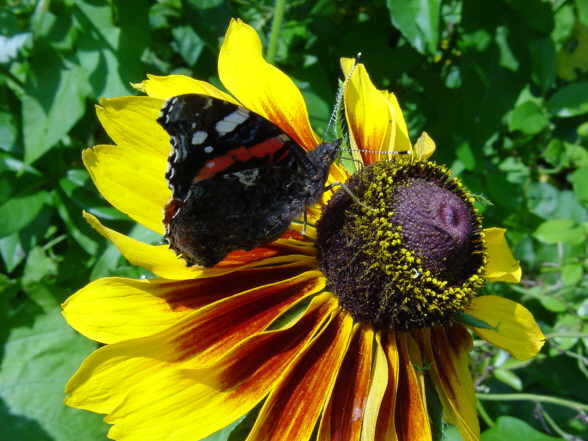 Schmetterling mit Sonnenhut