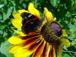 Schmetterling mit Sonnenhut