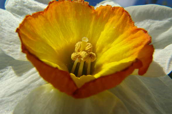 Foto Tulpe