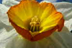 Foto Tulpe