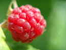 Himbeere