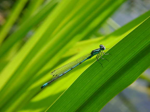 Blaue Federlibelle 