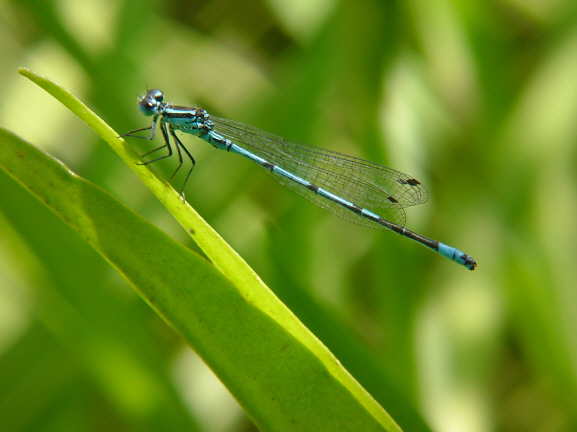 Blaue Federlibelle 