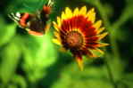 Schmetterlinga