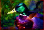crop0008
