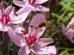 Teichpflanze