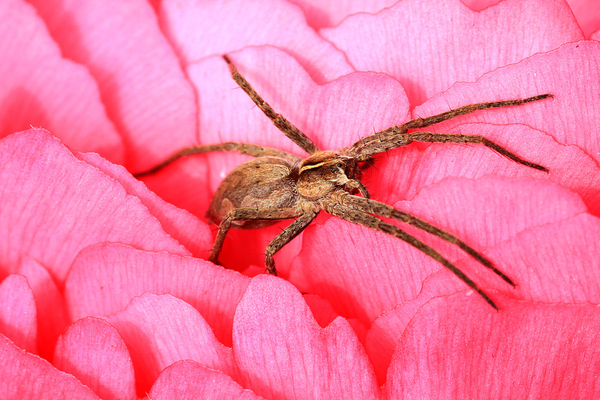 Krabbenspinne