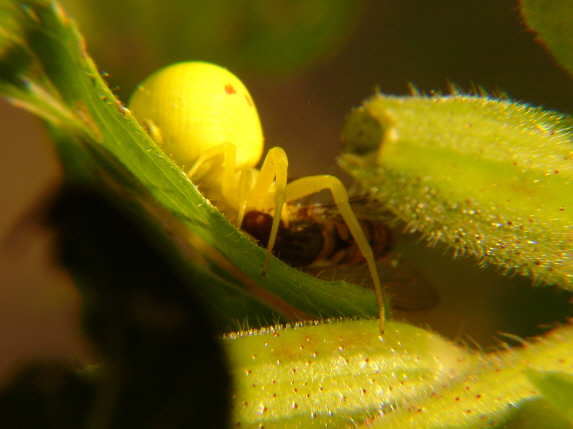 Krabbenspinne