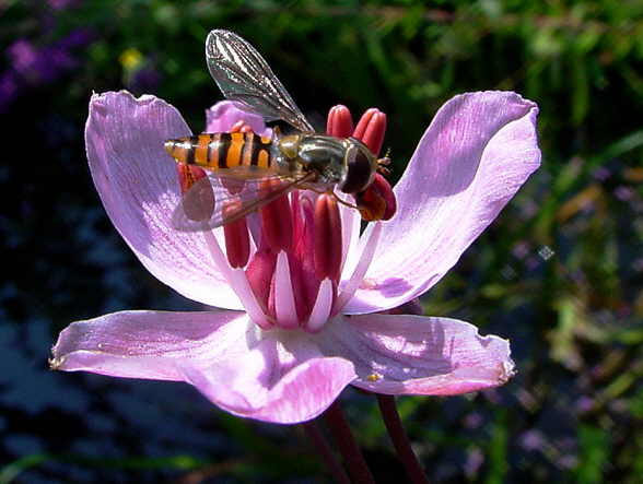 fliege
