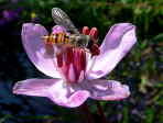 fliege