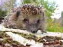 igel